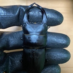久留米産オオクワペアの画像