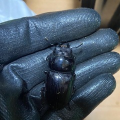 久留米産オオクワペアの画像