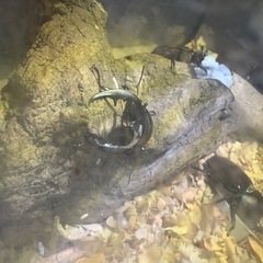 カブトムシ、クワガタ仲間なりませんか！