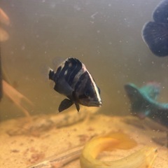 ダトニオプラスワンの画像