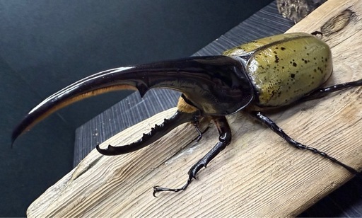 (売切)ヘラクレスオオカブト ♂163mm !! 美形極太個体 別血統♀セット価格もあり