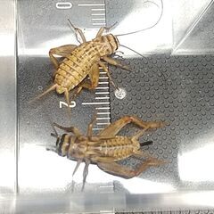 ヨーロッパイエコオロギ 17㎜～20㎜ 60匹の画像