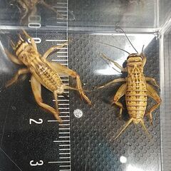 ヨーロッパイエコオロギ 17㎜～20㎜ 60匹の画像
