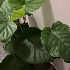 フィカス ウンベラータ？ 観葉植物の画像