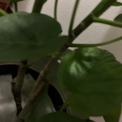 フィカス ウンベラータ？ 観葉植物の画像