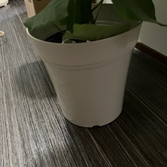 フィカス ウンベラータ？ 観葉植物の画像