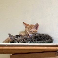 【仲良し兄弟】生後3ヶ月の子猫2匹、一緒に迎えてくださる方…