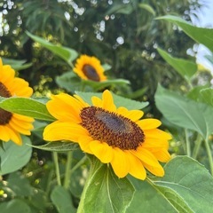 ゴキブリ退治駆けつけます！
