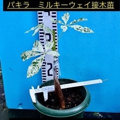 3300円　パキラミルキーウェイ　特選接木　斑入りの画像