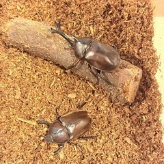 天然　カブトムシ ペア　の画像