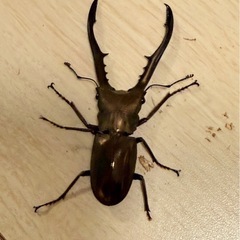 ⑬メタリフェルホソアカクワガタ　訳あり品　の画像