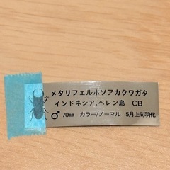 ⑬メタリフェルホソアカクワガタ　訳あり品　の画像