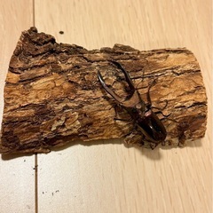⑫メタリフェルホソアカクワガタ♂の画像