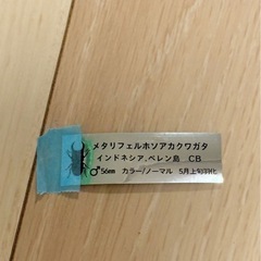 ⑫メタリフェルホソアカクワガタ♂の画像