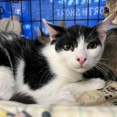 ハチワレ　白黒　子猫　抱っこできます