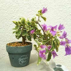 斑入りブーゲンビリアの画像