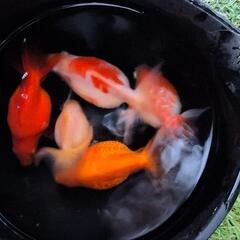 ピンポンパール【残り5匹】の画像