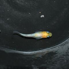 メダカ　黄桜　稚魚〜幼魚8匹セットの画像