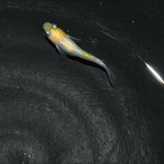 メダカ　黄桜　稚魚〜幼魚8匹セットの画像