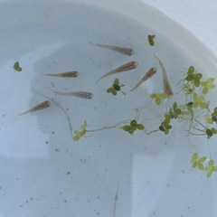 メダカ　５匹の画像