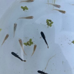メダカ　５匹の画像