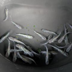 琥珀ラメ青系の画像