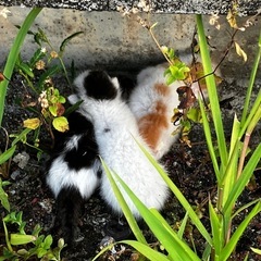 目のあいてない子猫がいる