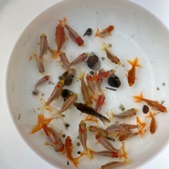 和金 玉サバ稚魚