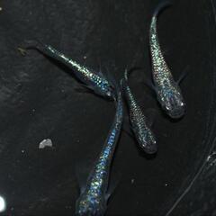 『現物』メダカ　ネプチューン　幼魚〜若魚オス・メス混合！5匹の画像