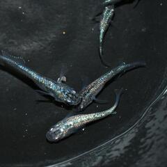 『現物』メダカ　ネプチューン　幼魚〜若魚オス・メス混合！5匹の画像