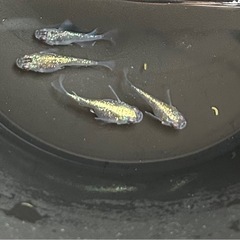メダカ　サファイア　ダルマ+半ダルマ　2ペア❗️ 綺麗個体⭐️ めだかの画像