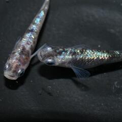メダカ　ジャックローズ　稚魚〜幼魚10匹セット！の画像