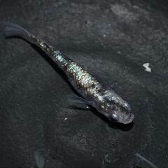 メダカ　ジャックローズ　稚魚〜幼魚10匹セット！の画像