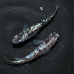 メダカ　ジャックローズ　稚魚〜幼魚10匹セット！の画像