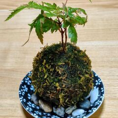 可愛い「ミニ苔玉(イロハモミジ)」の画像