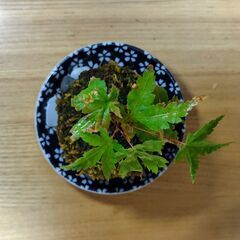 可愛い「ミニ苔玉(イロハモミジ)」の画像