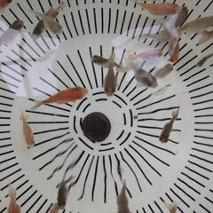 【金魚】らんちゅう、江戸錦等稚魚４０匹＋おまけ匹🌱【選別モレ】の画像