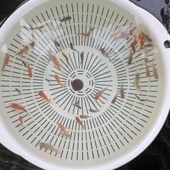 【金魚】らんちゅう、江戸錦等稚魚４０匹＋おまけ匹🌱【選別モレ】の画像