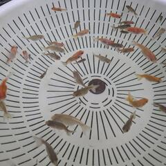 【金魚】らんちゅう、江戸錦等稚魚４０匹＋おまけ匹🌱【選別モレ】の画像