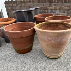 鉢植え10個の画像