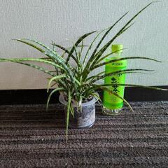 観葉植物②の画像