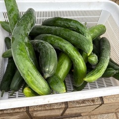 きゅうり10本の画像