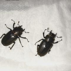 メタリフェルホソアカクワガタ(ペレン)　♀2匹の画像