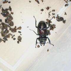 メタリフェルホソアカクワガタ(ペレン)　♀2匹の画像