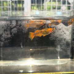 飛燕（ひえん）　めだかの画像
