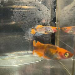 飛燕（ひえん）　めだかの画像