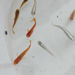 【現品限り】ミックスメダカ　成魚　20匹以上の画像