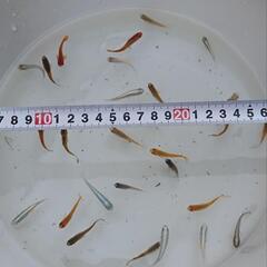 【現品限り】ミックスメダカ　成魚　20匹以上の画像