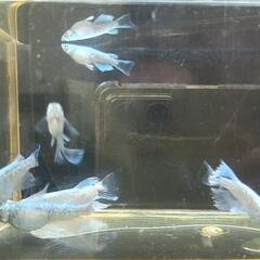 マリアージュ　リアルロングフィン　めだか　若魚の画像