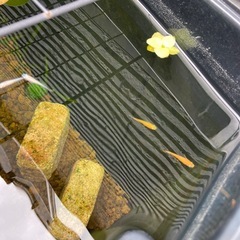 めだか　雑種＋α 20匹の画像